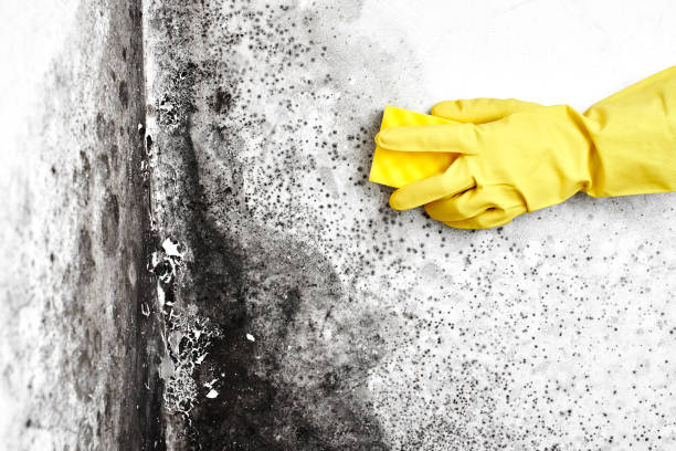 Best Mold Prevention Services  in Haslet, TX